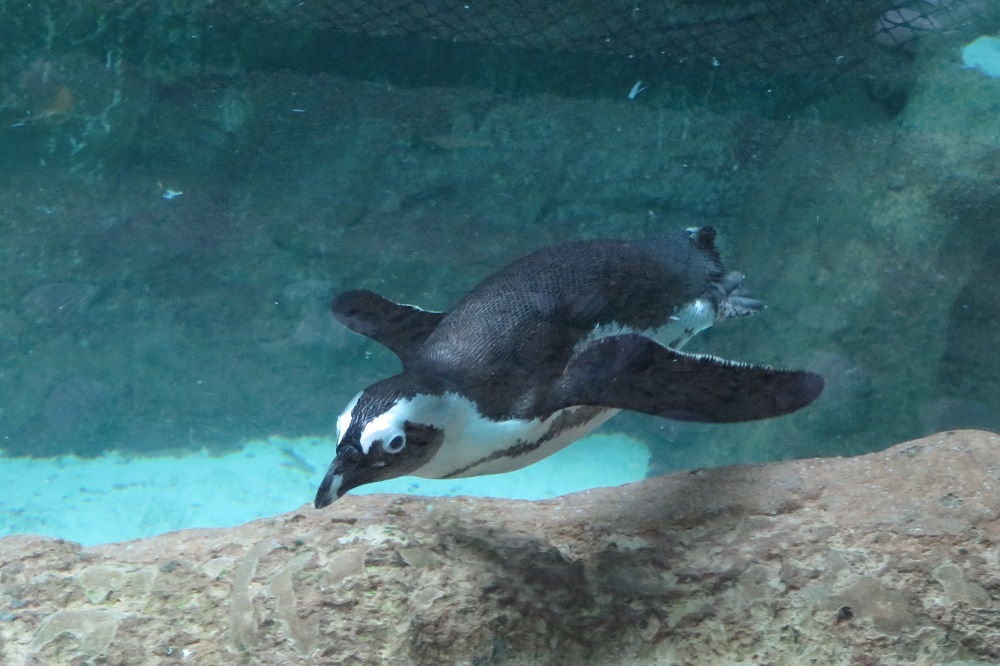シンガポール2016-ペンギン