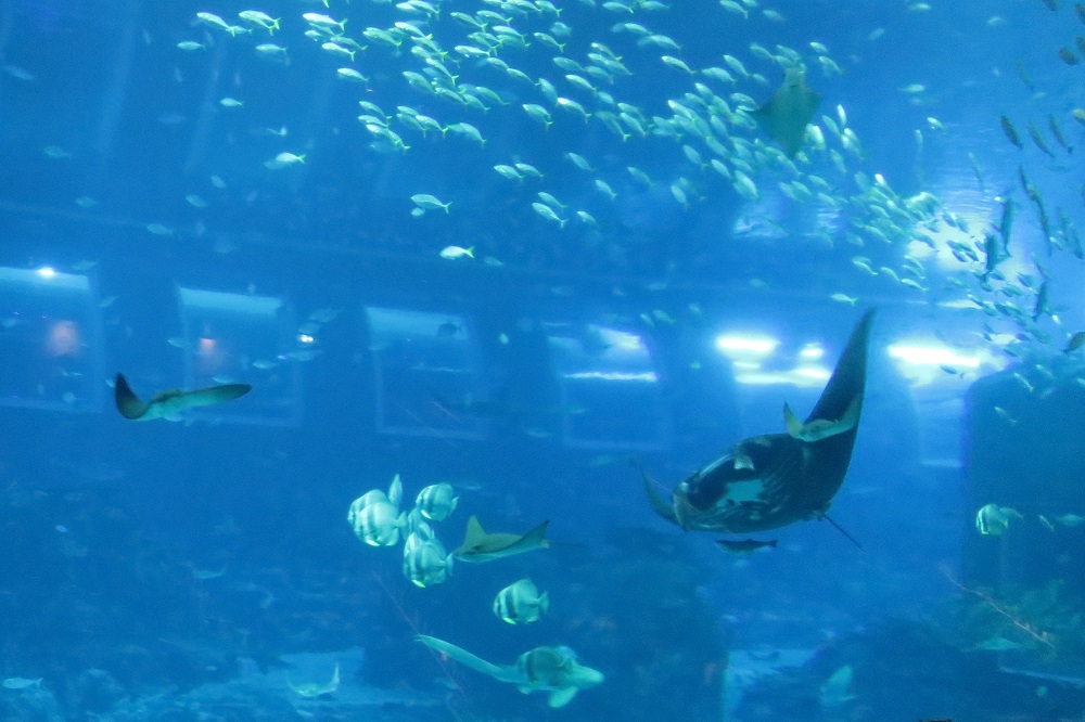 シンガポール2016-S.E.A. AQUARIUMマンタの大水槽2