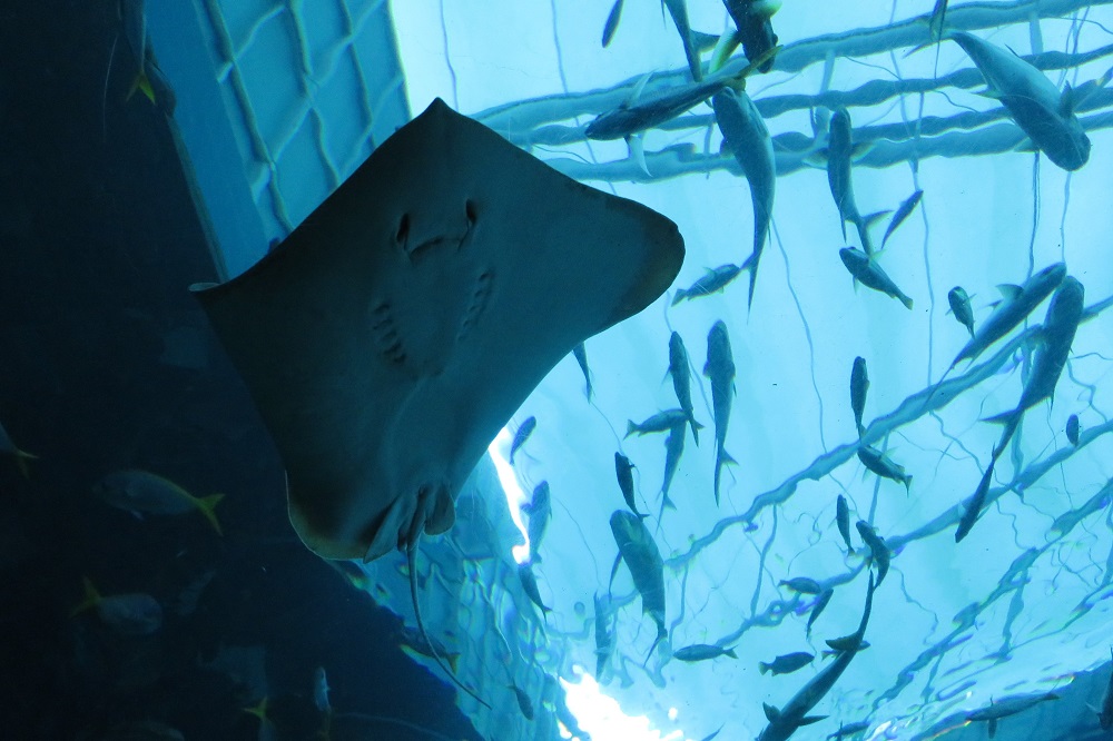 シンガポール2016-S.E.A. AQUARIUMトンネル5